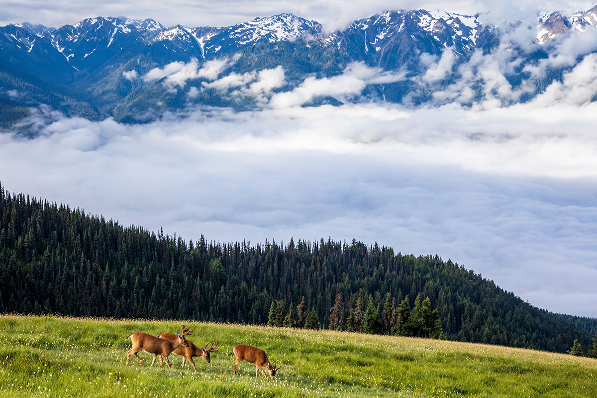 Best Hikes In Olympic National Park 6