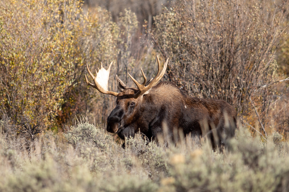 Grand Teton National Park 1