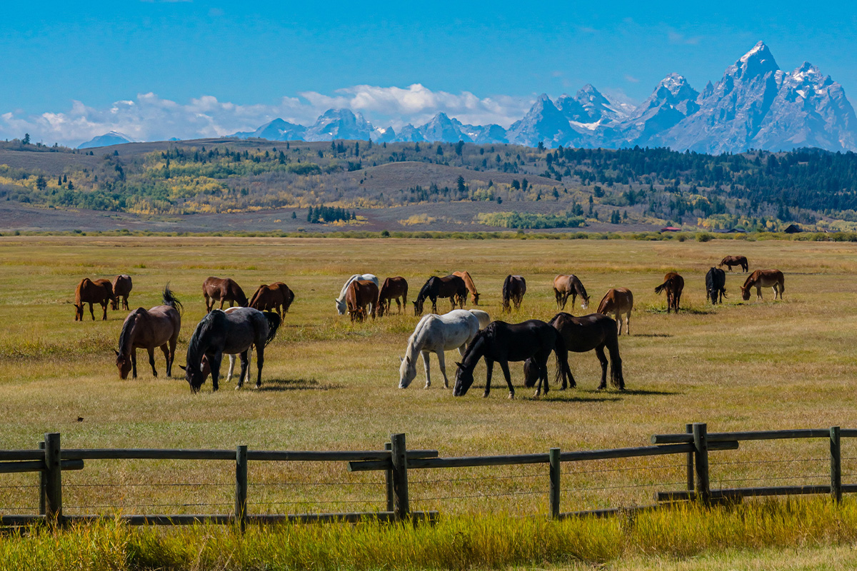 Grand Teton National Park 2