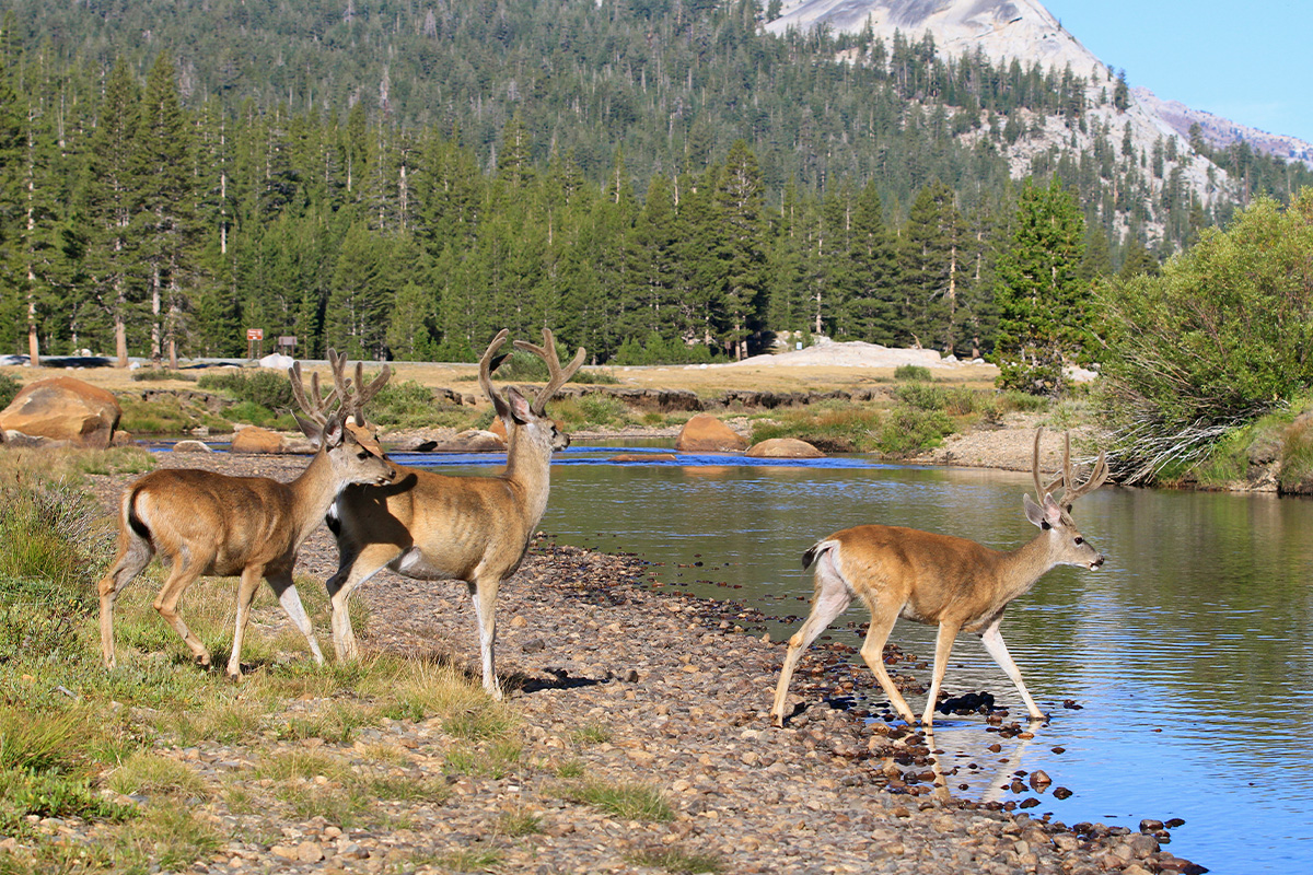 Yosemite Camping Sites 1