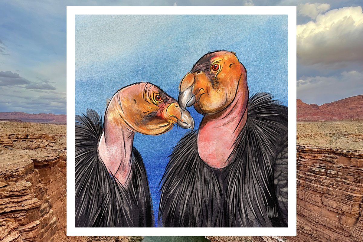 Manny's Drawing of Californian Condors