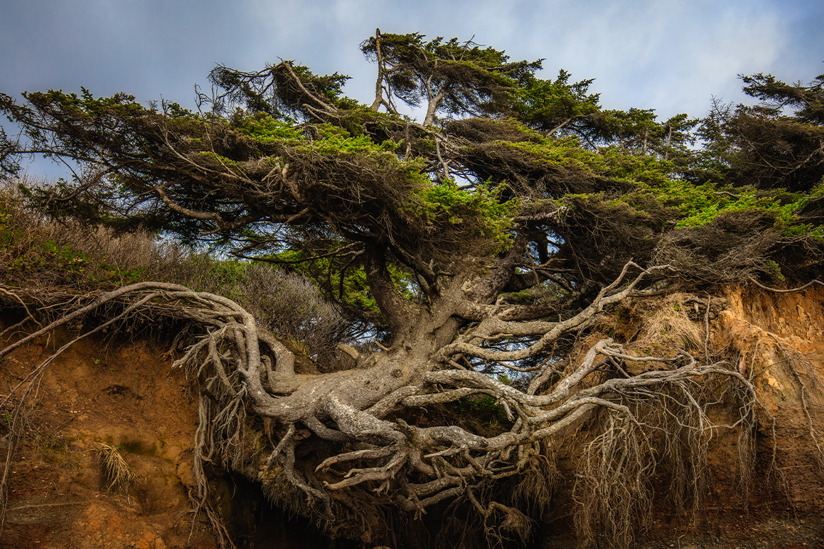 Things to Do in Olympic National Park 8