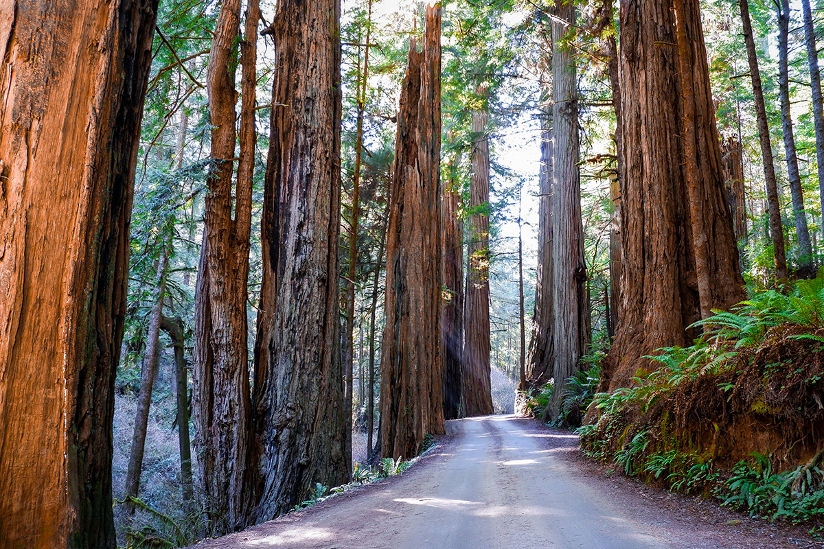 Things to Do in Redwood National Park 2