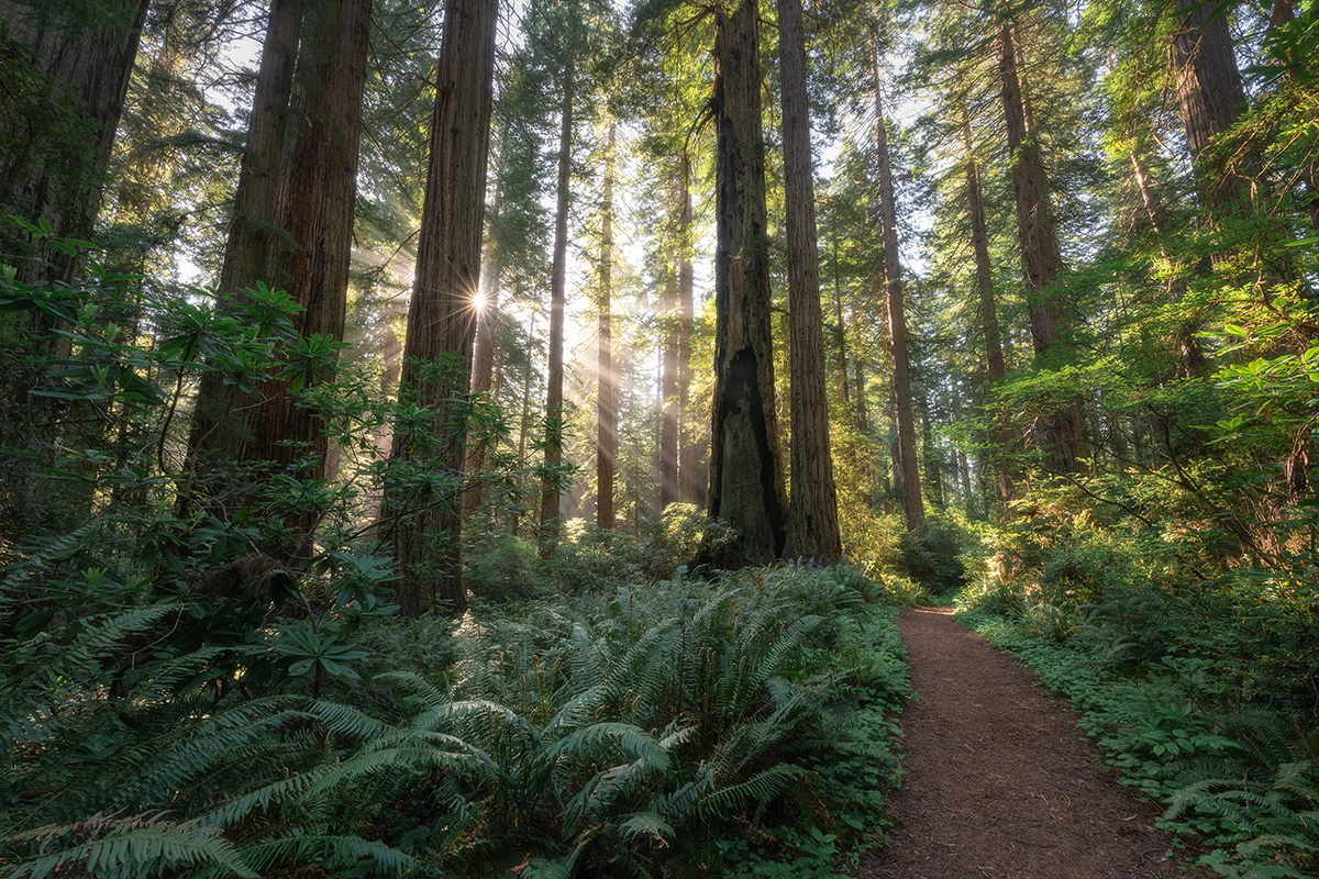 Things to Do in Redwood National Park 6