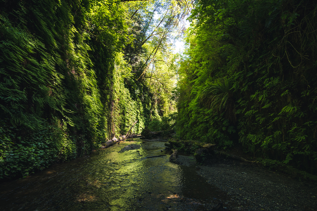 Things to Do in Redwood National Park 8