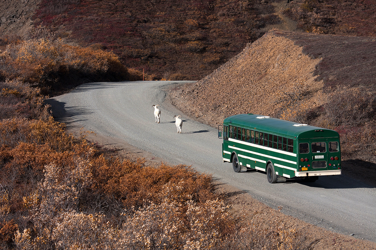 Things to Do in Denali National Park 10