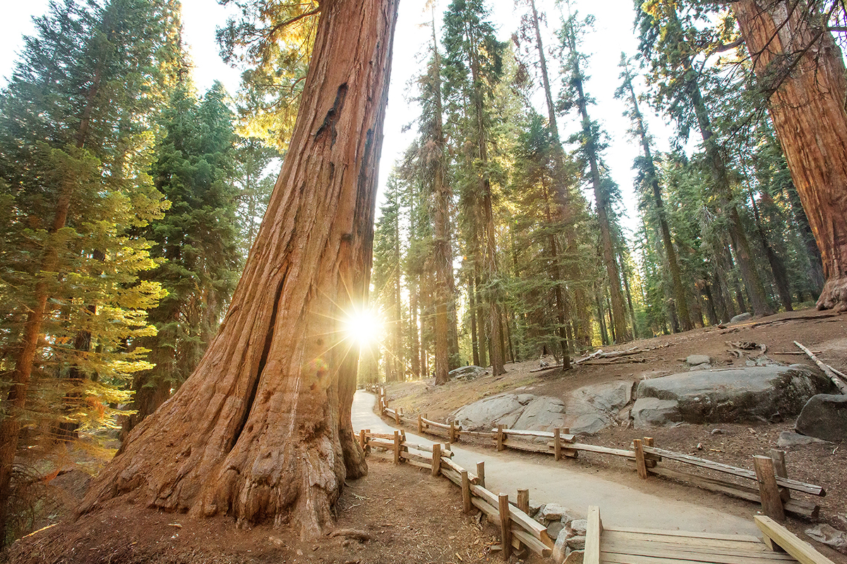 Best Hikes in Sequoia National Park FI