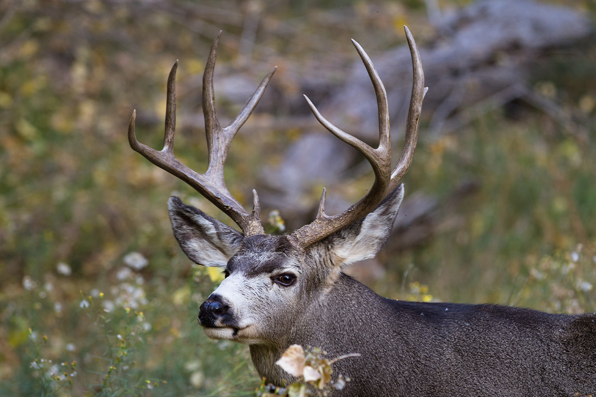 Fascinating Zion National Park Animals to Look For 10
