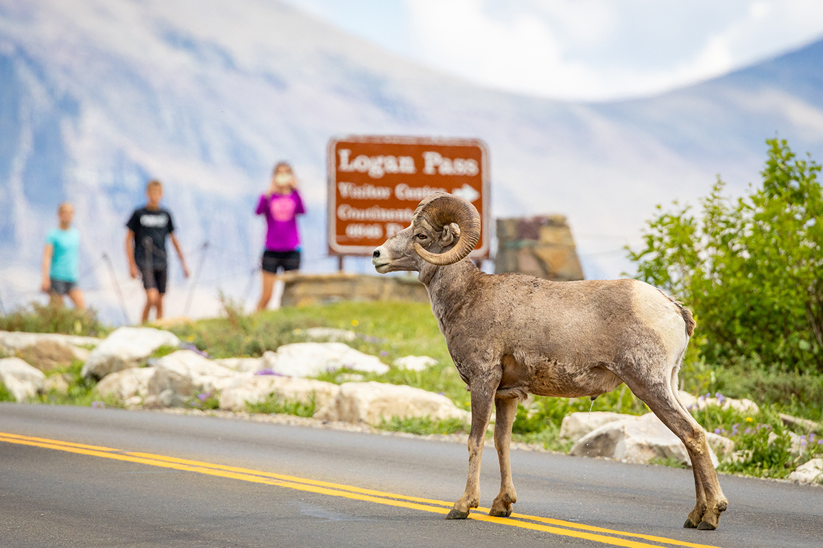 Exploring Animals And Their Habitats in Glacier National Park 1