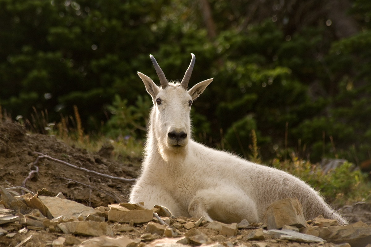Exploring Animals And Their Habitats in Glacier National Park 4