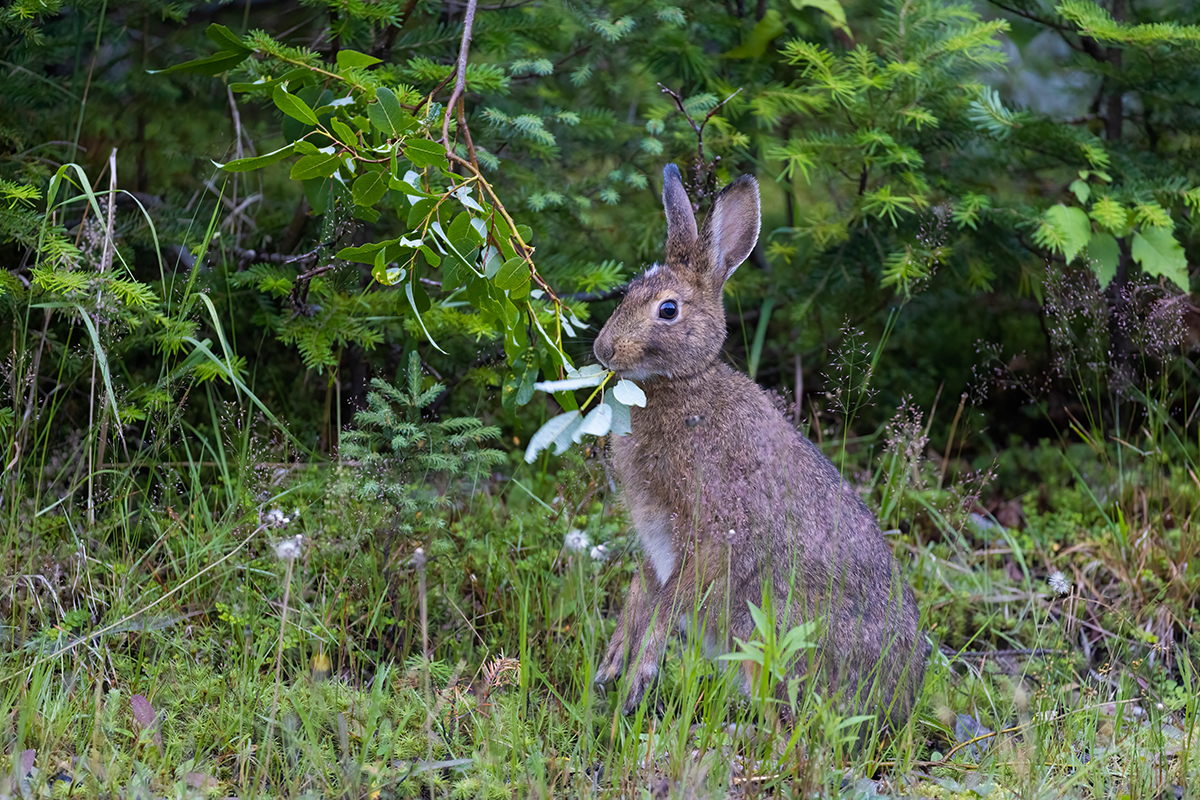 Exploring Animals And Their Habitats in Glacier National Park 5