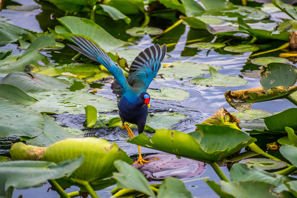 Everglades National Park Animals - Safety & Viewing Tips 12