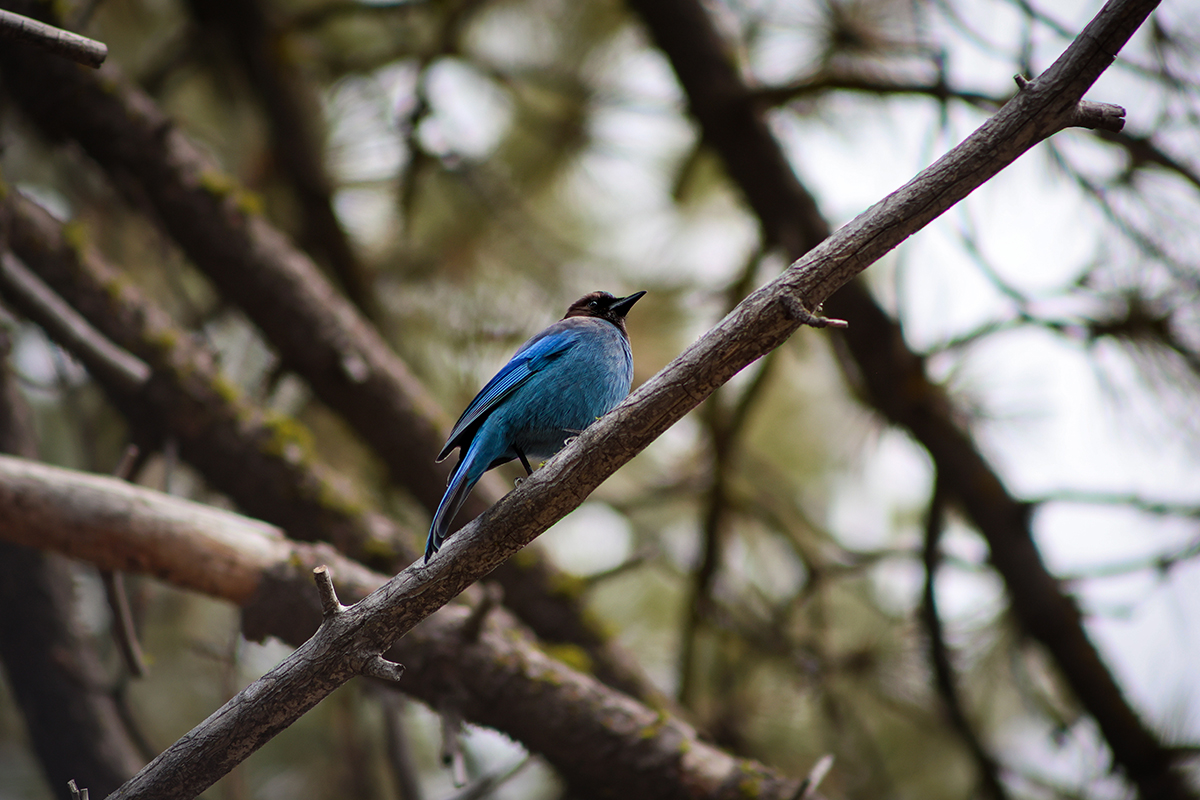 Wildlife in Redwood National Park: A Complete Guide 23