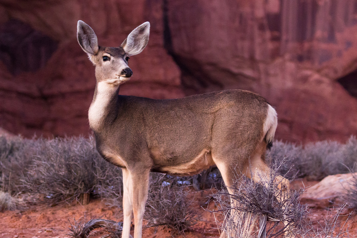 Arches National Park Animals: A Hiker’s Field Guide to Wildlife Watching 30