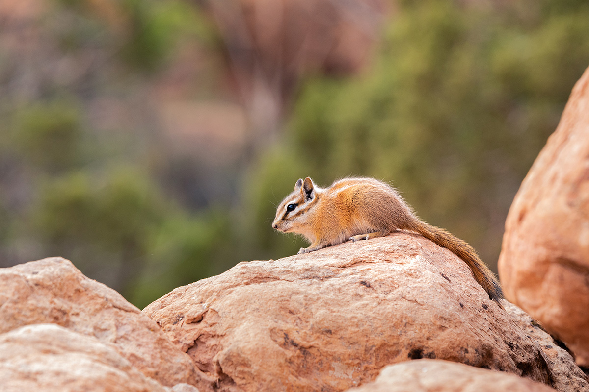 Arches National Park Animals: A Hiker’s Field Guide to Wildlife Watching 31