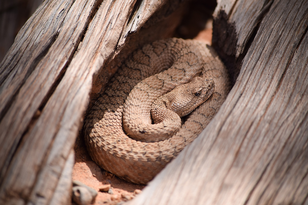 Arches National Park Animals: A Hiker’s Field Guide to Wildlife Watching 32