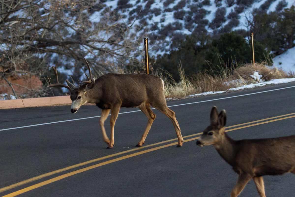 Arches National Park Animals: A Hiker’s Field Guide to Wildlife Watching 34