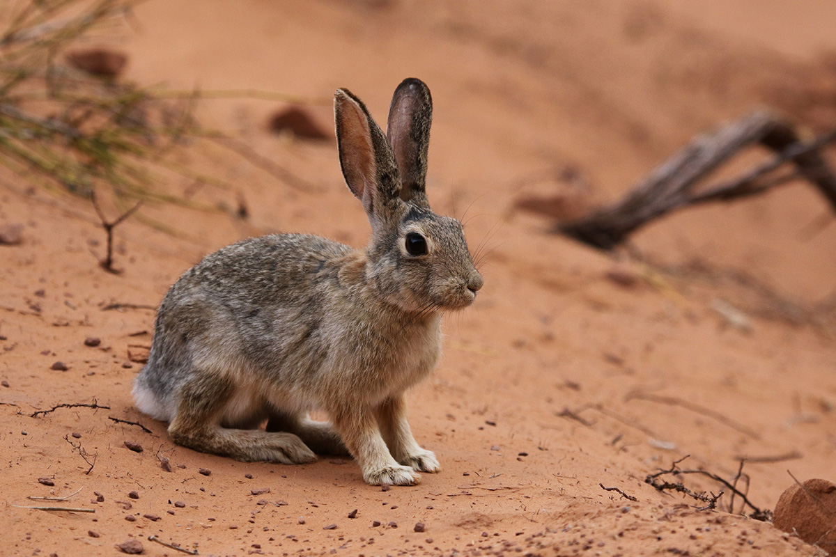 Arches National Park Animals: A Hiker’s Field Guide to Wildlife Watching 36