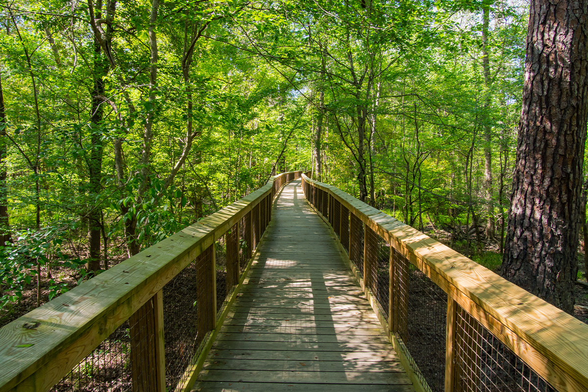 Best Things to Do in Congaree National Park 2