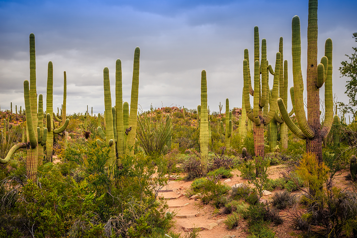 What to Do in Saguaro National Park: The Ultimate Guide 4