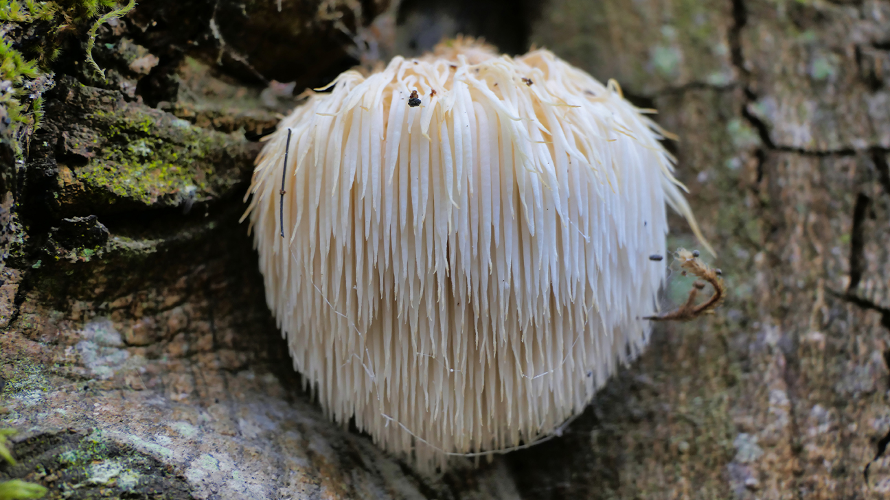 Mushroom Foraging: Safety Protocols and Beginner Species 12