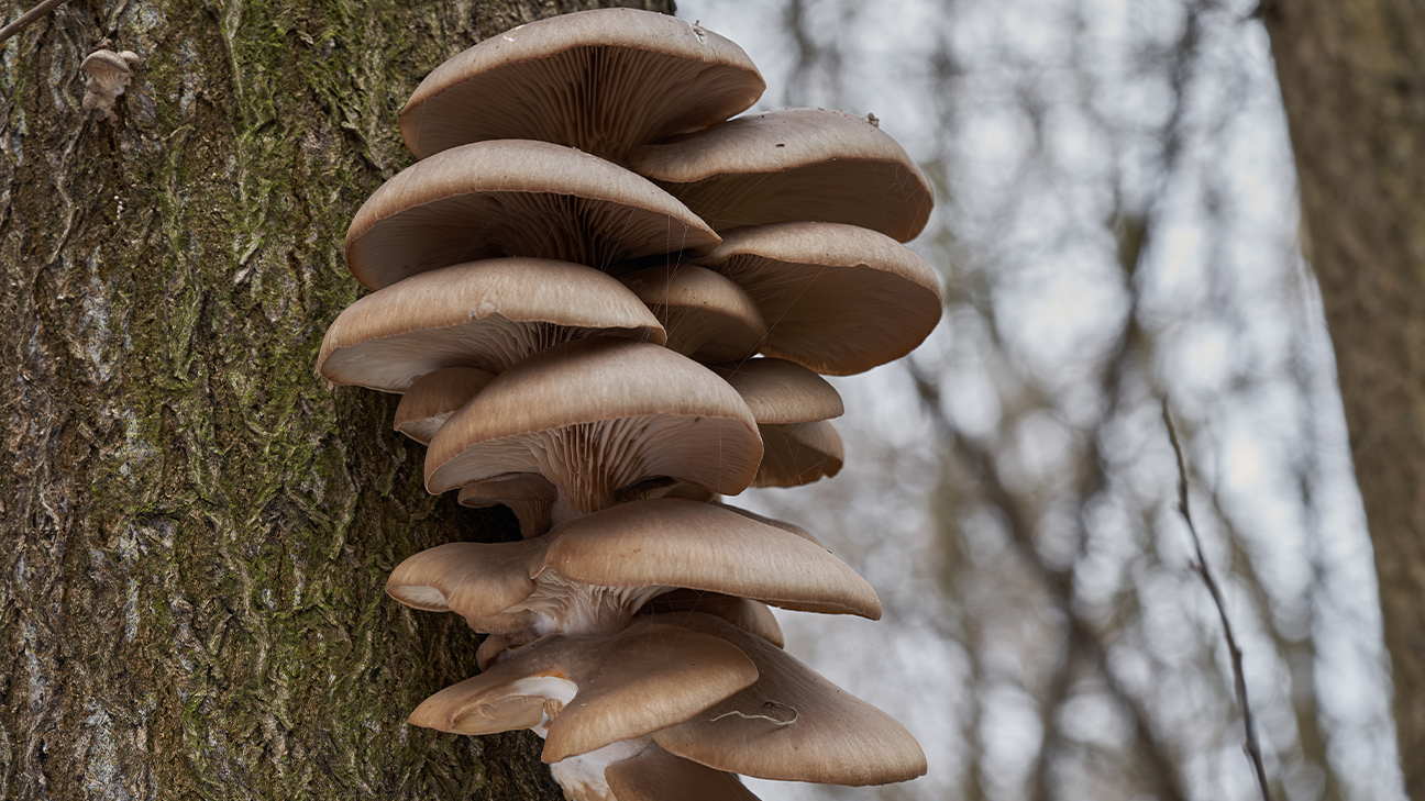 Mushroom Foraging: Safety Protocols and Beginner Species 9