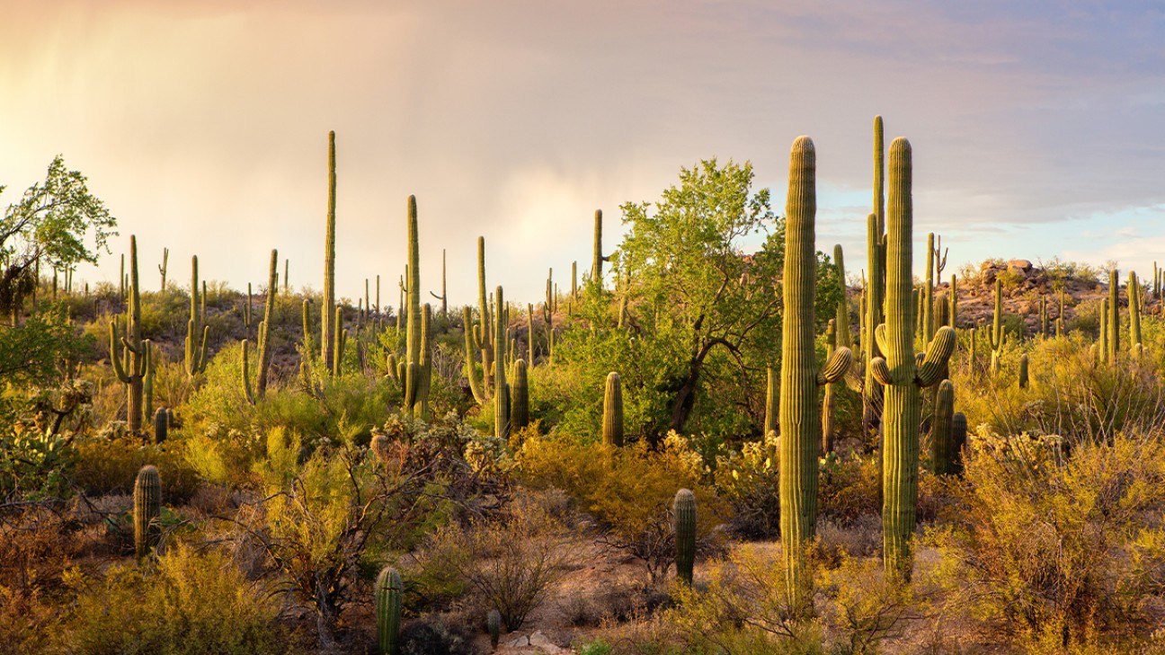 Saguaro National Park FI