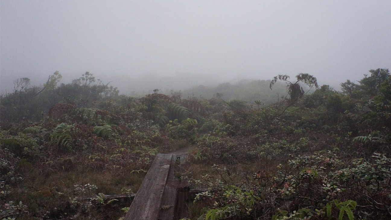 A tour of America's great swamps - one of the listed US swamps