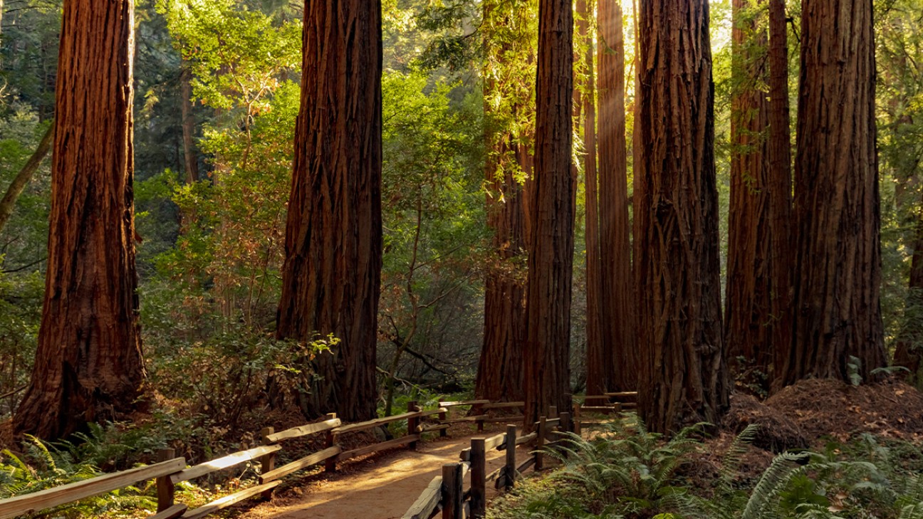 Best Things to Do in Sequoia National Park fi