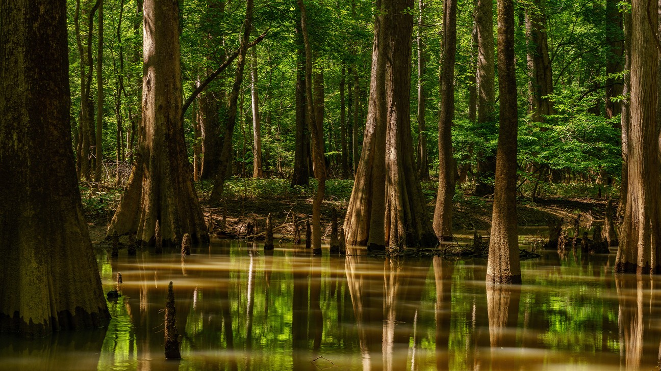 Best Things to Do in Congaree National Park fi