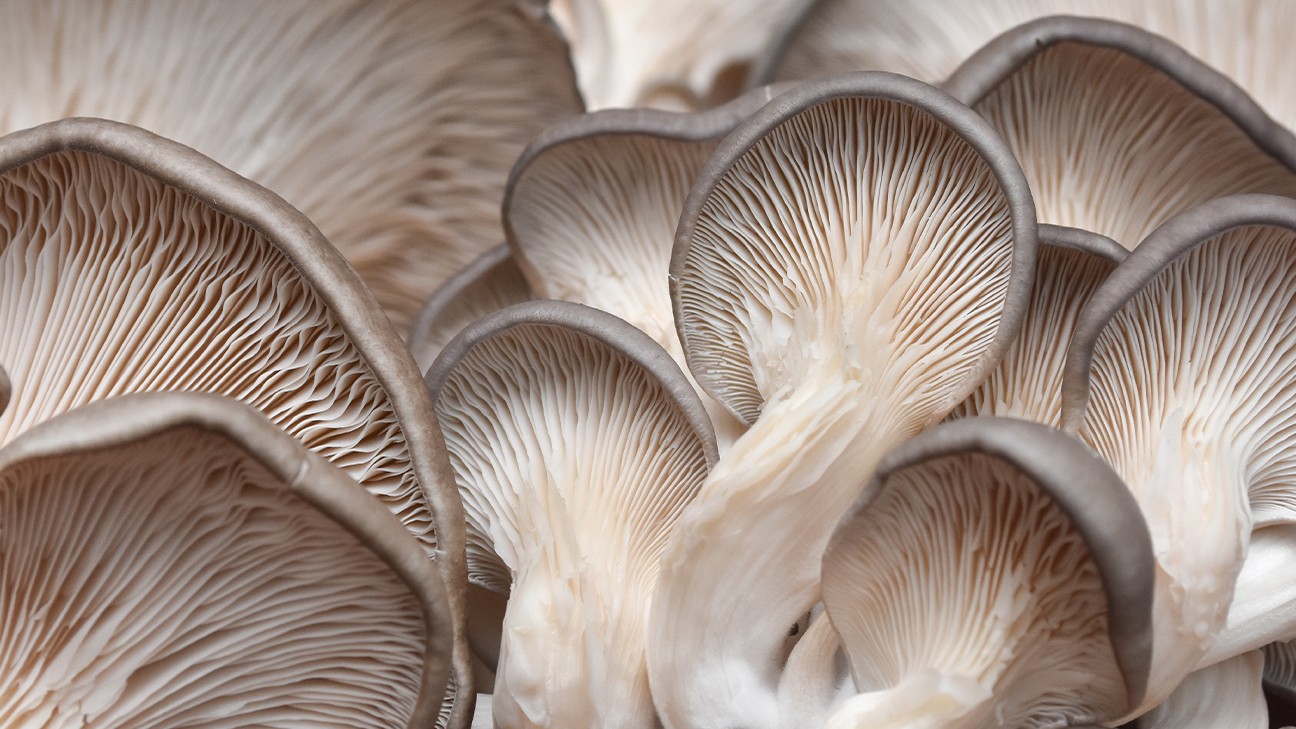Mushroom Foraging: Safety Protocols and Beginner Species fi
