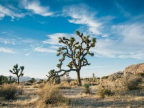 Best Things to Do in Joshua Tree National Park fi