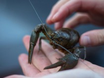 How to Trap Crawfish Successfully: A Tactical Field Guide 1