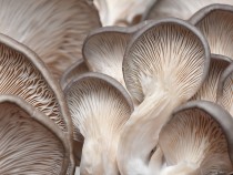 Mushroom Foraging: Safety Protocols and Beginner Species fi