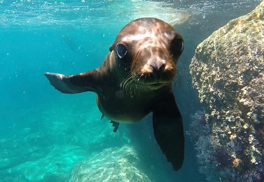 Baja Sea Lions 2