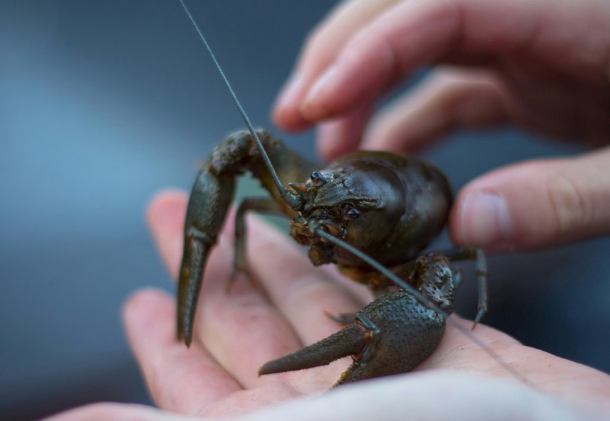 How to Trap Crawfish Successfully: A Tactical Field Guide 1