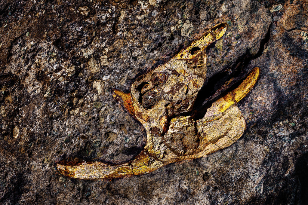 Another image of a rock with a fossil