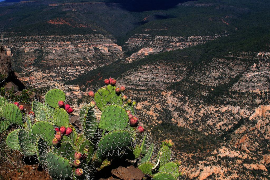 Sycamore Canyon from the Sycamore Rim Trail 