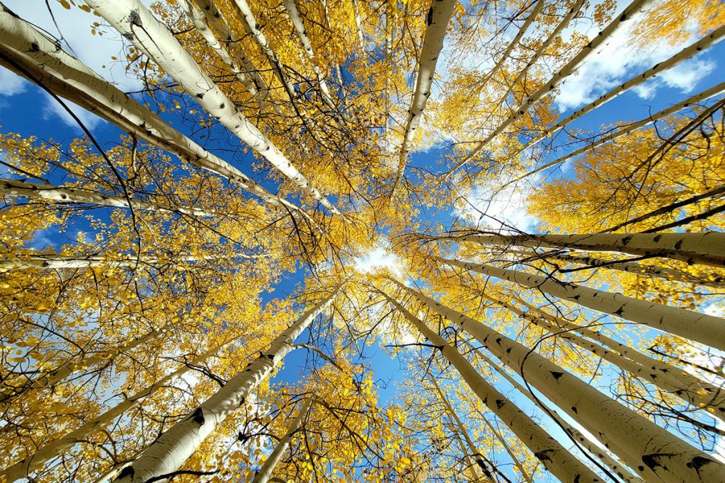 Trees In Fall Colors