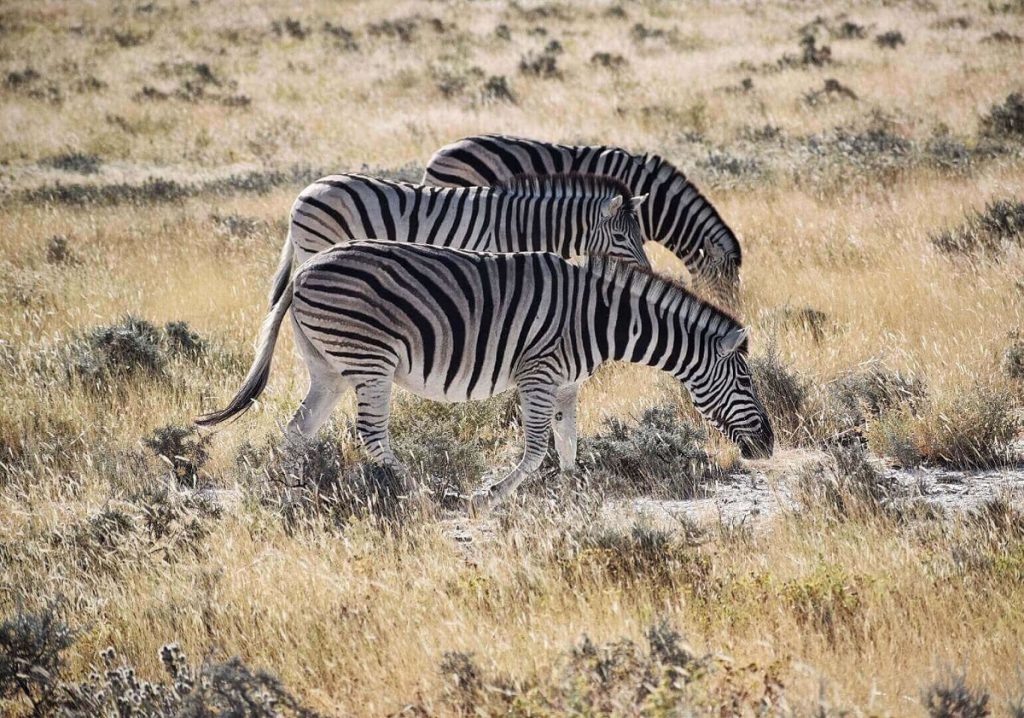 Zebras Etosha Namibia