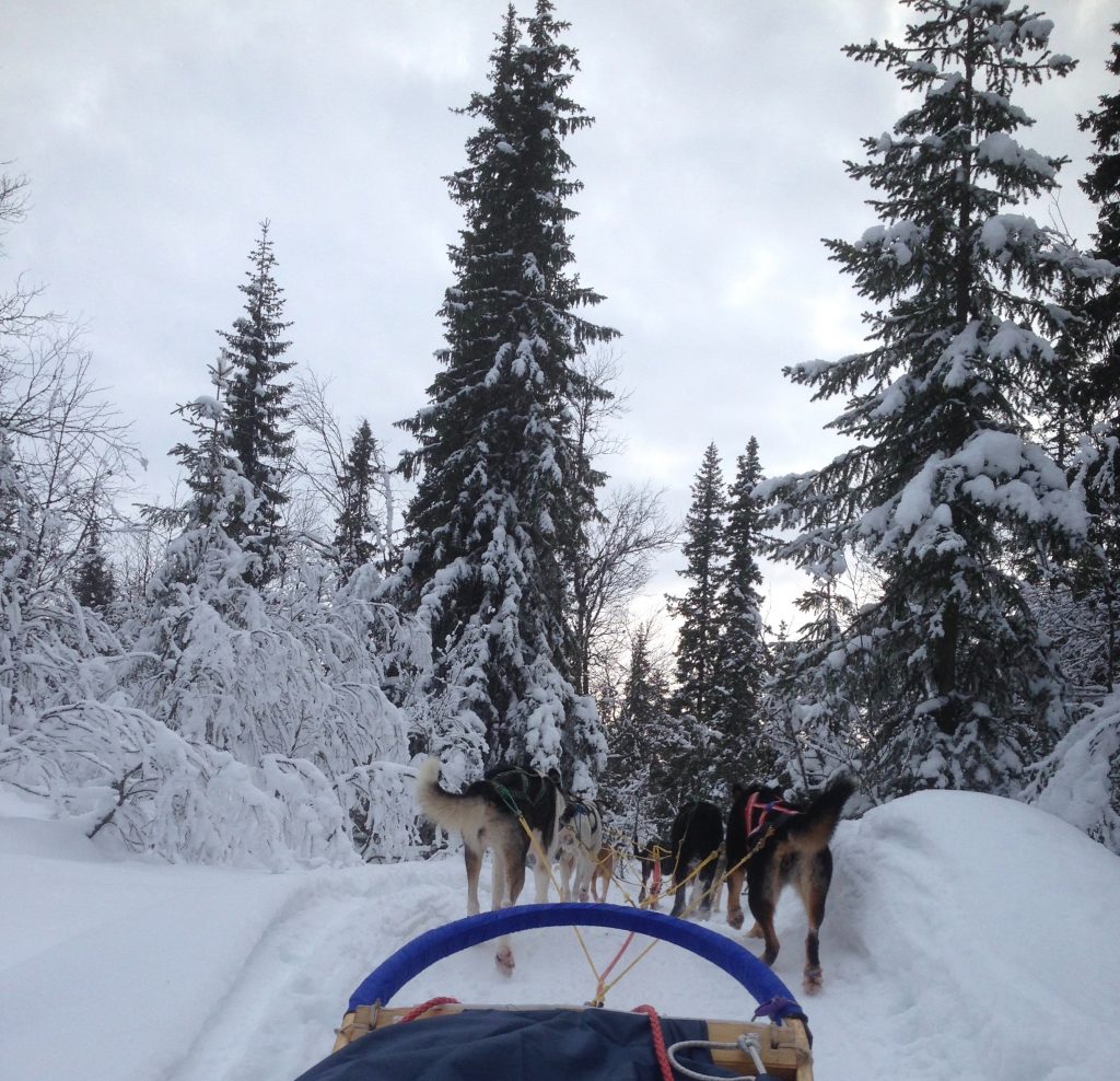 Dogs pulling a sled in a snowy pinewood park.