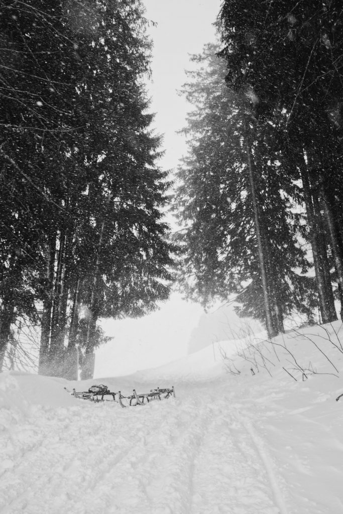 Two sleds on a snowy path in a pinewood.