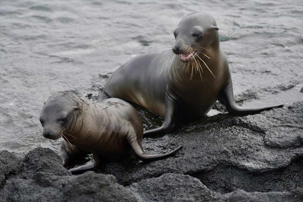 SBornstein Galapagos MomBabySeaLion FernandinaLavaField