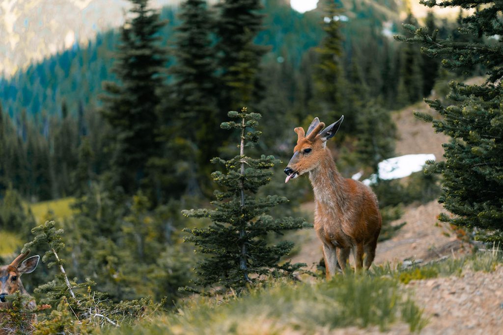 Wild deer with tongue out grazing in Olympic National Park