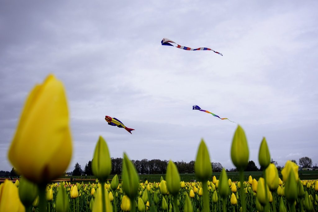 Kites Tulips