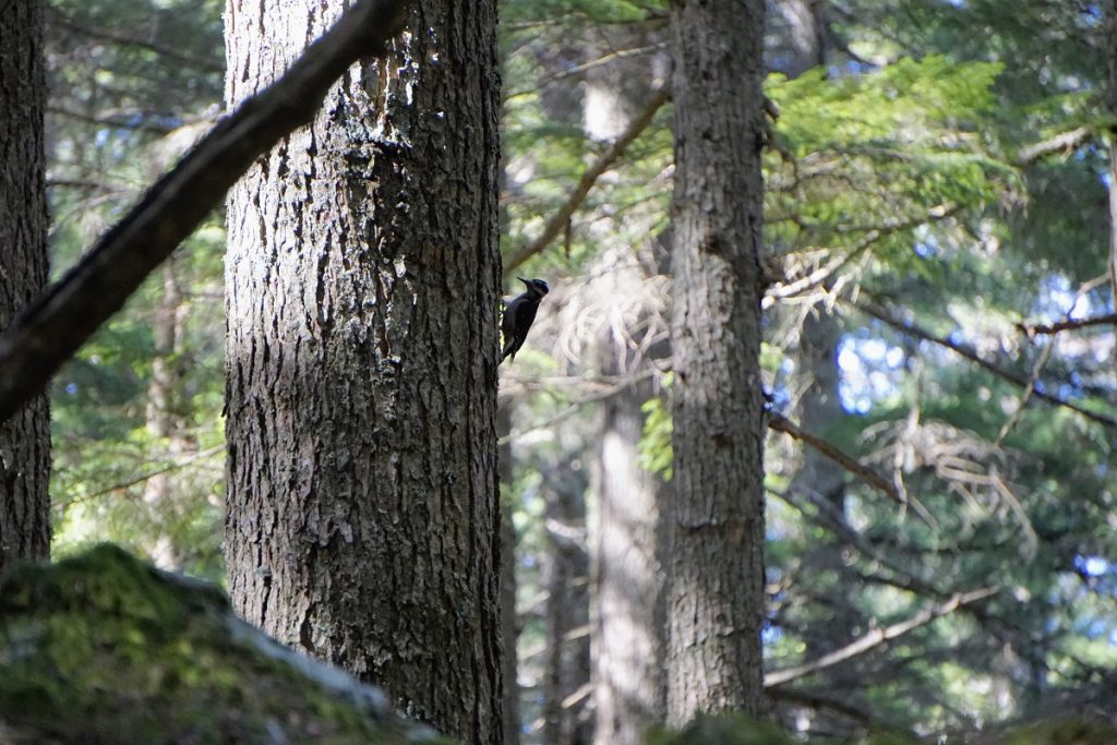 MtConstitution Woodpecker