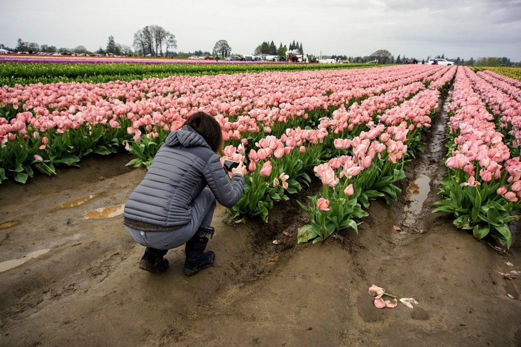 Stacy PinkTulips