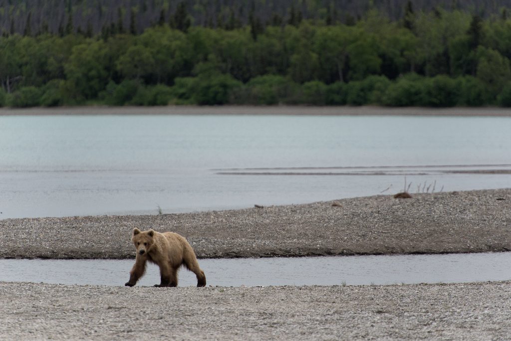 Brown Bears North American Wildlife Viewing Adventures 3 Brown Bears North American Wildlife Viewing Adventures 3