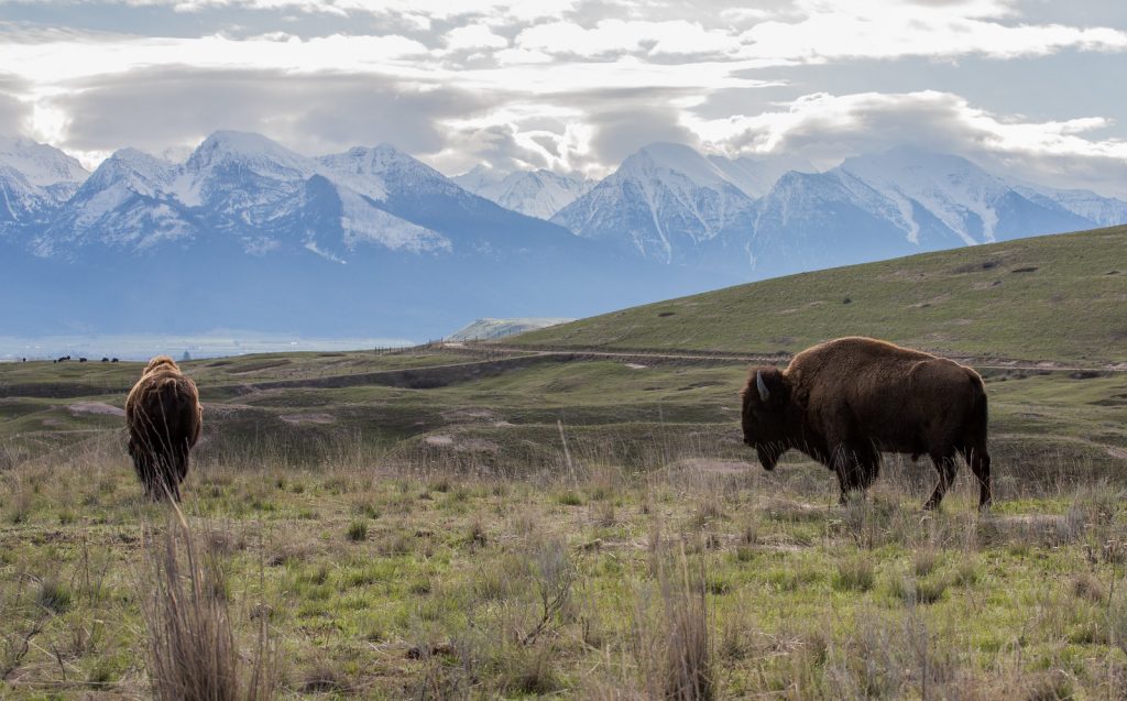 North American Wildlife Viewing Adventures 2 National Bison Range, Charlo, Montana