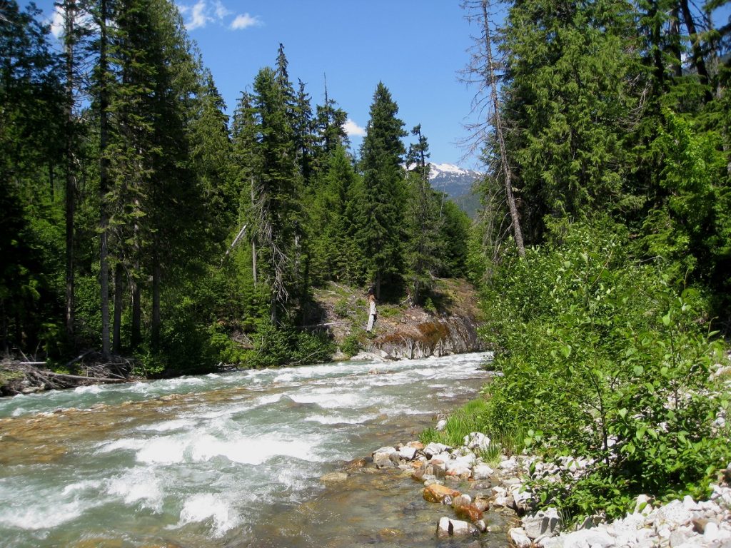 water flowing between green pine trees